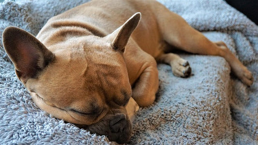 Pet-Friendly Home Design: Creating a Space Your Dog Will Love