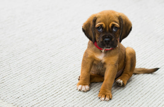 Interesting Facts About Puppies: Tiny Paws, Big Personalities!