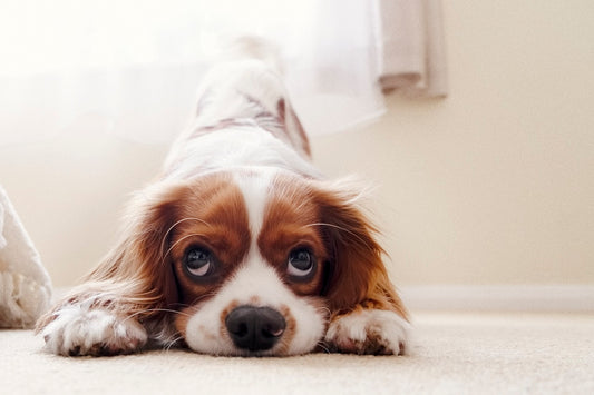 15 Dog Communications Trivia Questions and Answers