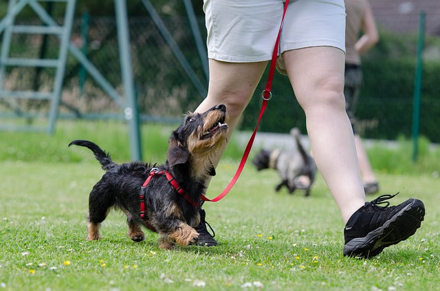 Top 10 Dog Training Tips for Beginners