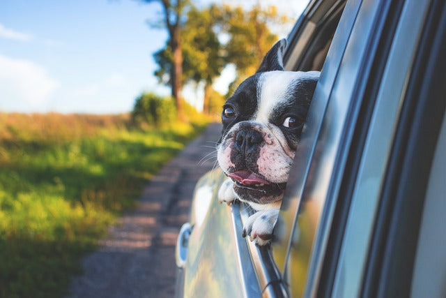 Traveling with Dogs: Tips for Stress-Free Adventures