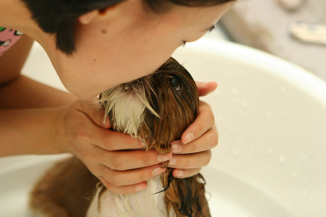 Grooming Essentials: The Basics of Dog Grooming