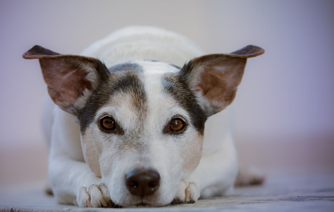 Senior Dog Care: Essential Tips for Your Older Canine Companion