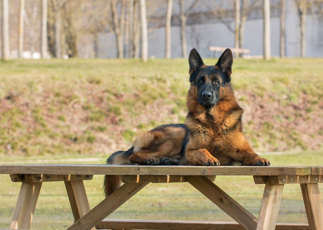 Famous Dogs in History: Questions About Iconic Canines