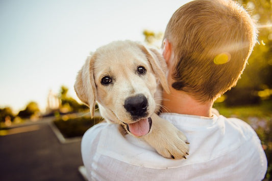 Famous Dog Duos: Real-Life and Live-Action Canine Companions