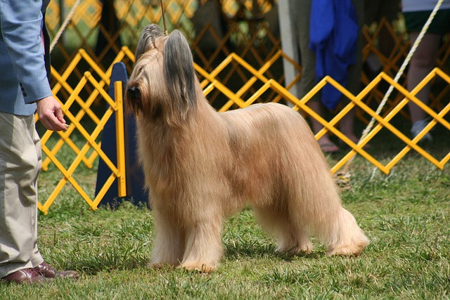 The History of Dog Shows