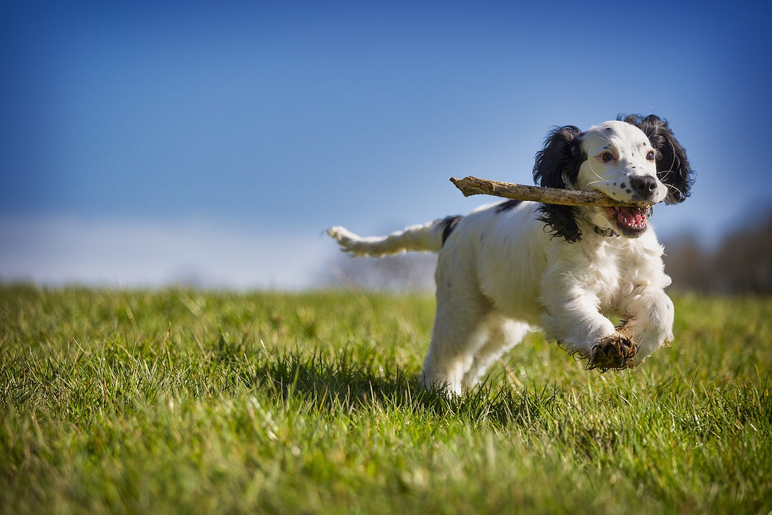 Exploring the Exercise Needs of Different Breeds