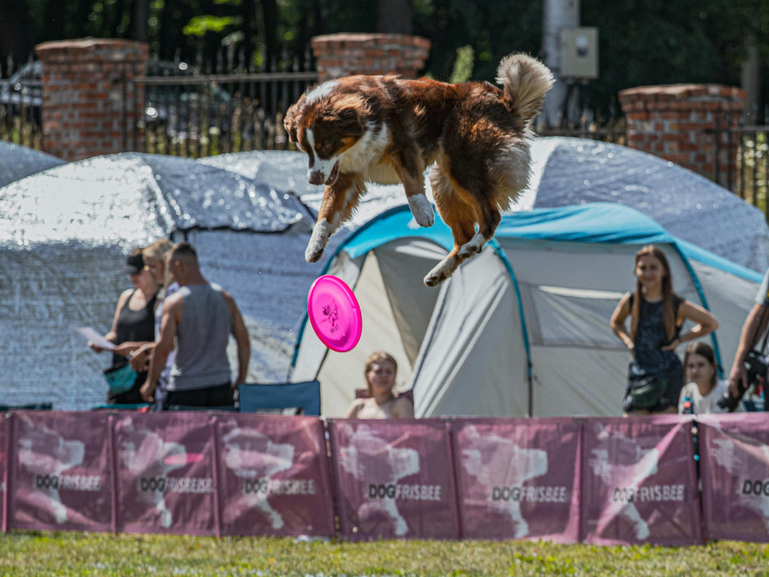 10 Dog Shows and Competitions Trivia and Answers