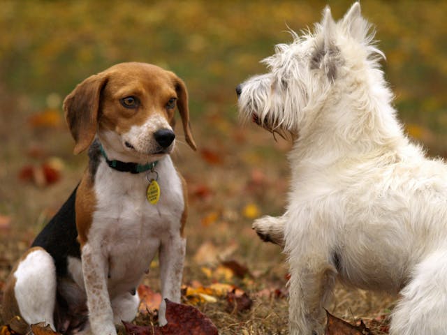 What No One Tells You About Adopting a Rescue Dog