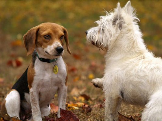 What No One Tells You About Adopting a Rescue Dog