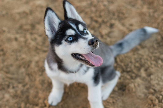 How Dogs Communicate with Us and Each Other