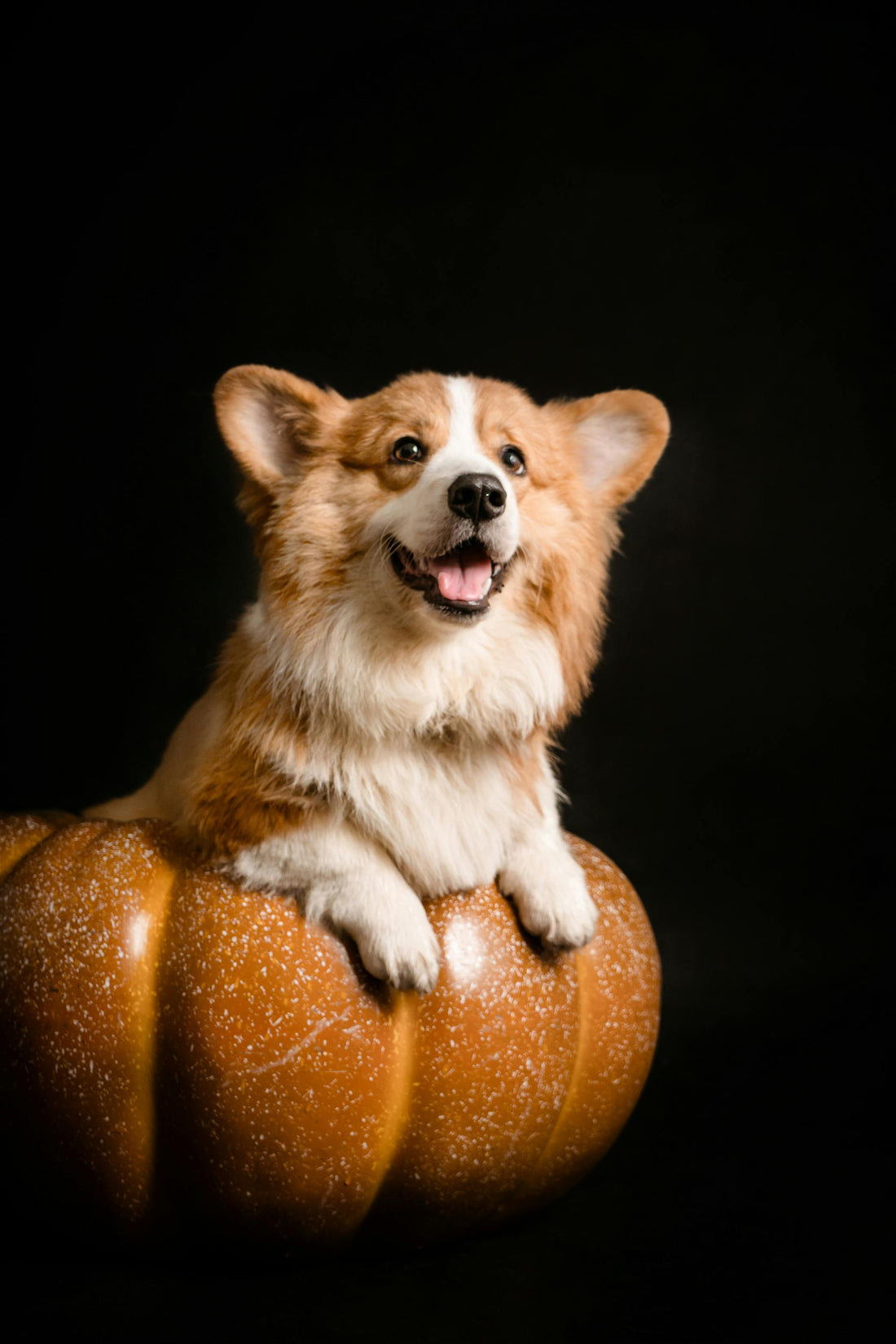 10 Benefits of Pumpkin for Dogs