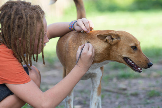 10 Dog and Health Care Trivia Questions and Answers