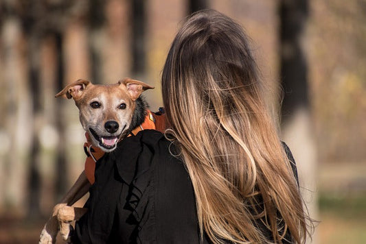 Why Rescue Dogs Make the Best Family Members